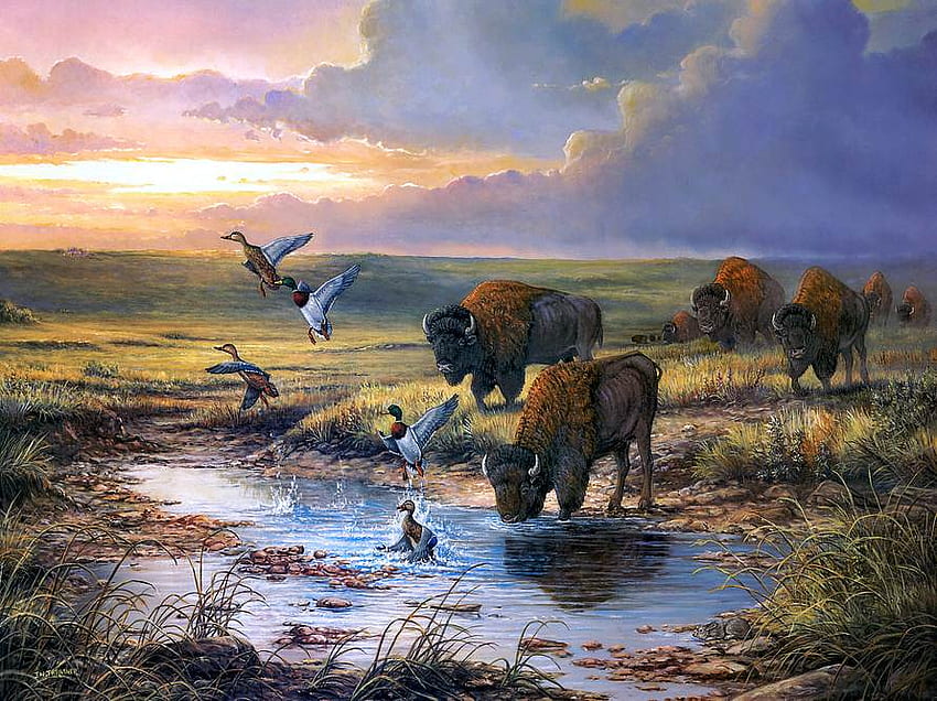 . W. Thrasher. Tallgrass Prairie, Fluss, Prärie, Vogel, Kunst, Malerei, m Sonnenaufgang, w Thrasher, Büffel, Tallgrass HD-Hintergrundbild