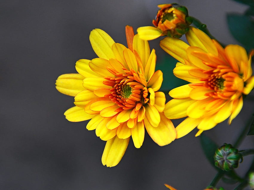 Gelbe Blumen Chrysantheme Herbstblumen Zierpflanzen Blumen Ultra 1610 Hintergrund für PC & Mac Laptop Tablet Handy HD-Hintergrundbild