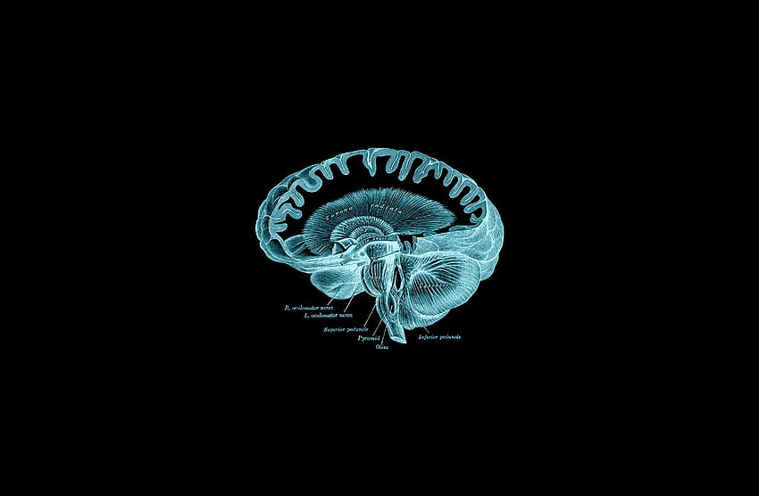 мозък Анатомията на Грей (книга) HD тапет