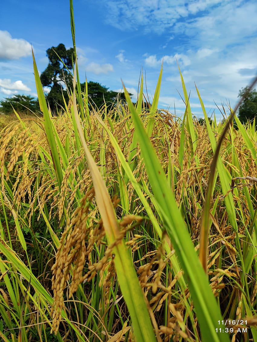 Coltivatore di riso alimentare, agricoltura, nuvola, raccolto Sfondo del telefono HD