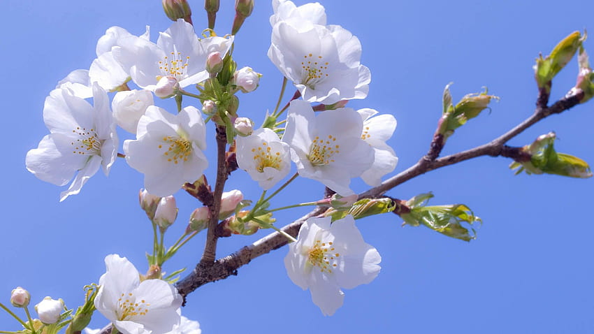 Macro, Bloom, Flowering, Branch, Spring HD wallpaper