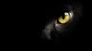 Page 2 | black faced cat HD wallpapers | Pxfuel
