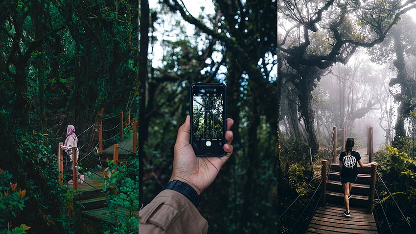 Mossy Forest, Cameron Highlands: Tips For Exploring This Enchanting Hidden Gem - Klook Travel Blog HD wallpaper