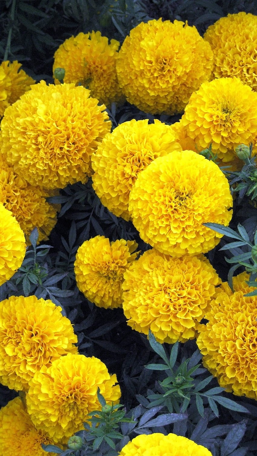 Marigold, Marigold Flower HD phone wallpaper