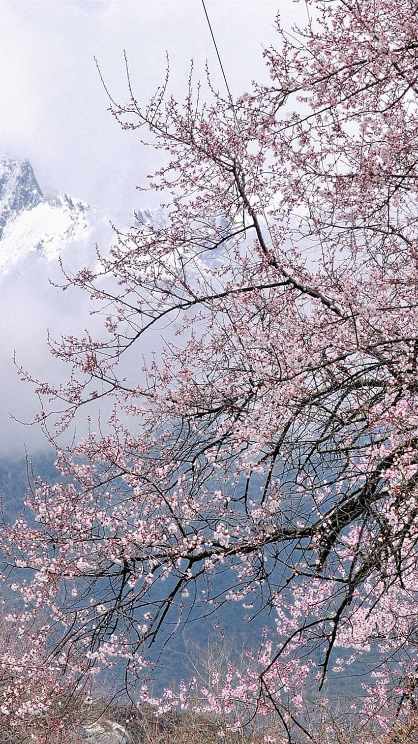 iPhone Tibet Bomi, Snowy, Peach Flower Blossoms - ไอโฟน ดอกพีช ดอกท้อ วอลล์เปเปอร์โทรศัพท์ HD