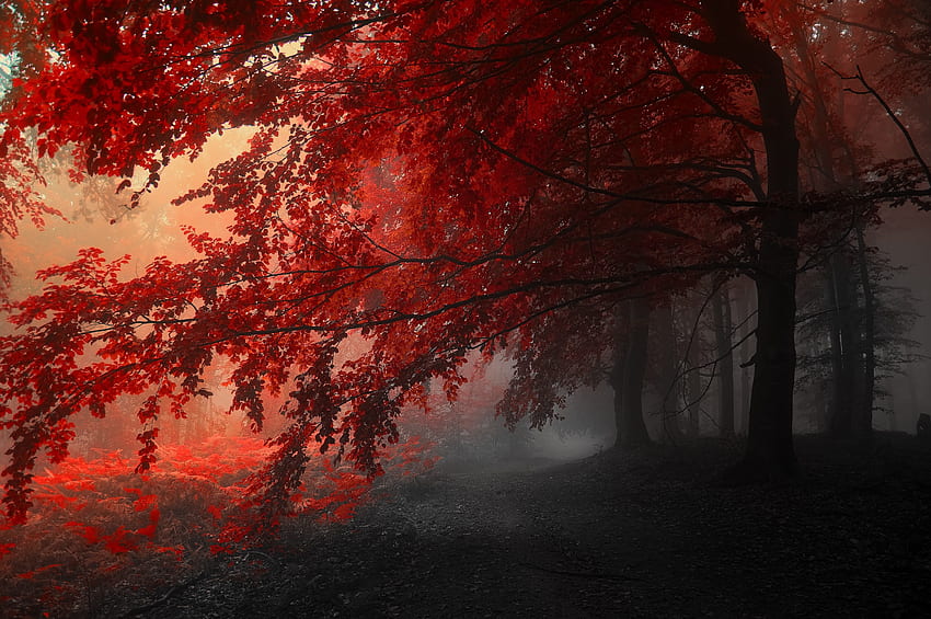 For red tree, autumn, fog - to the HD wallpaper | Pxfuel