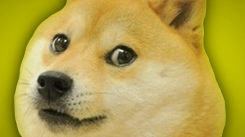 Doge Live, Säugetier, Hund, Wirbeltier, Shiba Inu, Canidae - Use, Doggo Meme HD-Hintergrundbild