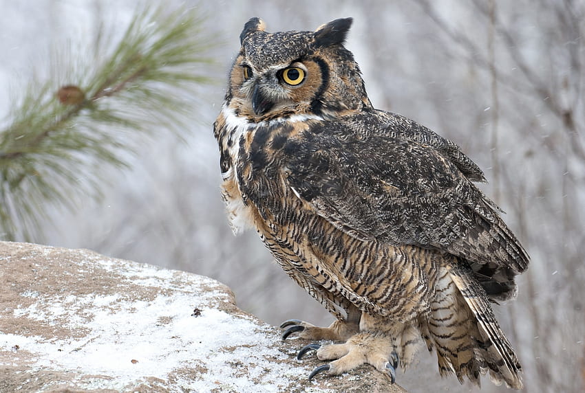 Animals, Owl, Snow, Bird HD wallpaper