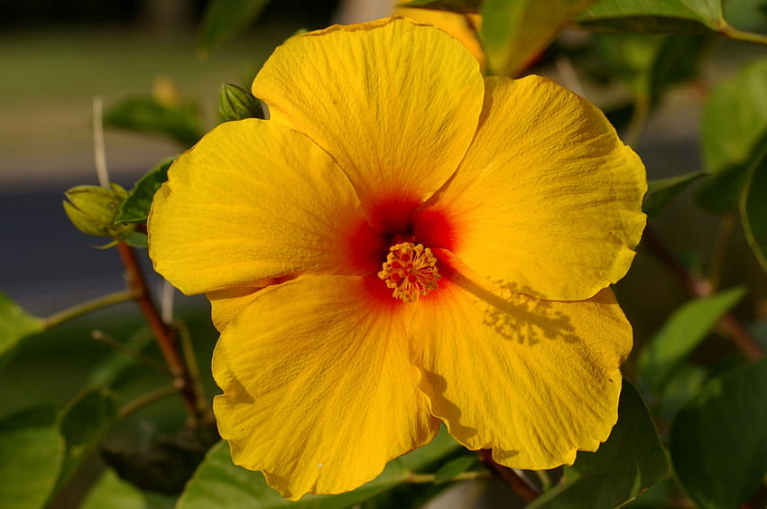 Yellow Hibiscus F, graphy, floral, beautiful, romance, beauty, wide ...