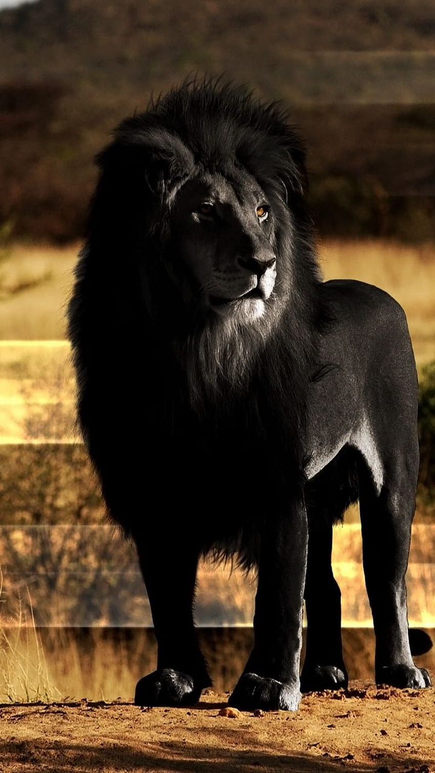 lion, black lion, mane, rock, Black Lion Cool HD phone wallpaper