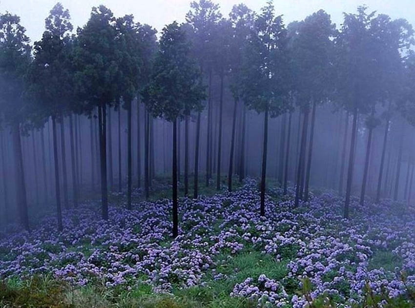 Mglisty japoński las, japoński, drzewa, kwiaty, mglisty, las Tapeta HD