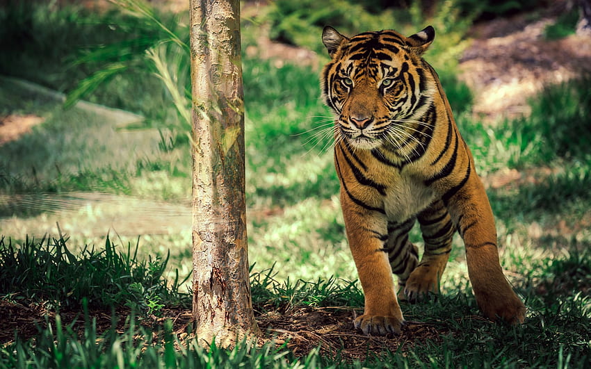 เสือสะวันนาป่า เสือ แมว หญ้า แมว ต้นไม้ วอลล์เปเปอร์ HD
