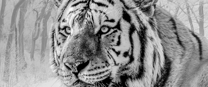 Biały tygrys, majestatyczny, drapieżnik, zwierzę 3440x1440 Tapeta HD