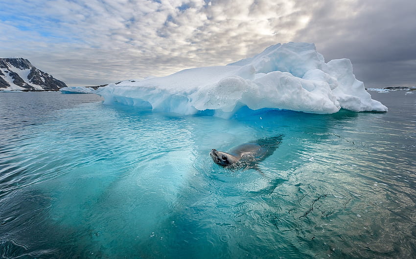 Crabeater Seal, seal, animal, fauna, iceberg, wild, water, ice, ocean HD wallpaper