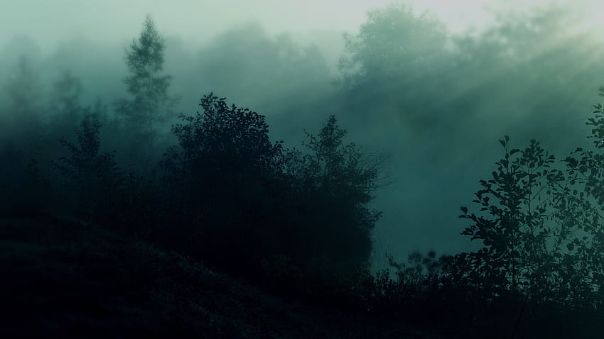 Foggy Forest , Foggy Aesthetic HD wallpaper