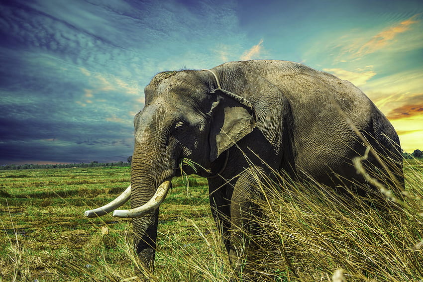 สัตว์ หญ้า เดินเล่น ช้าง วอลล์เปเปอร์ HD