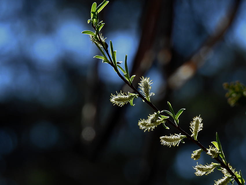 Spring Twig, graphy, PussyWillows, Nature, Twig, Spring HD wallpaper