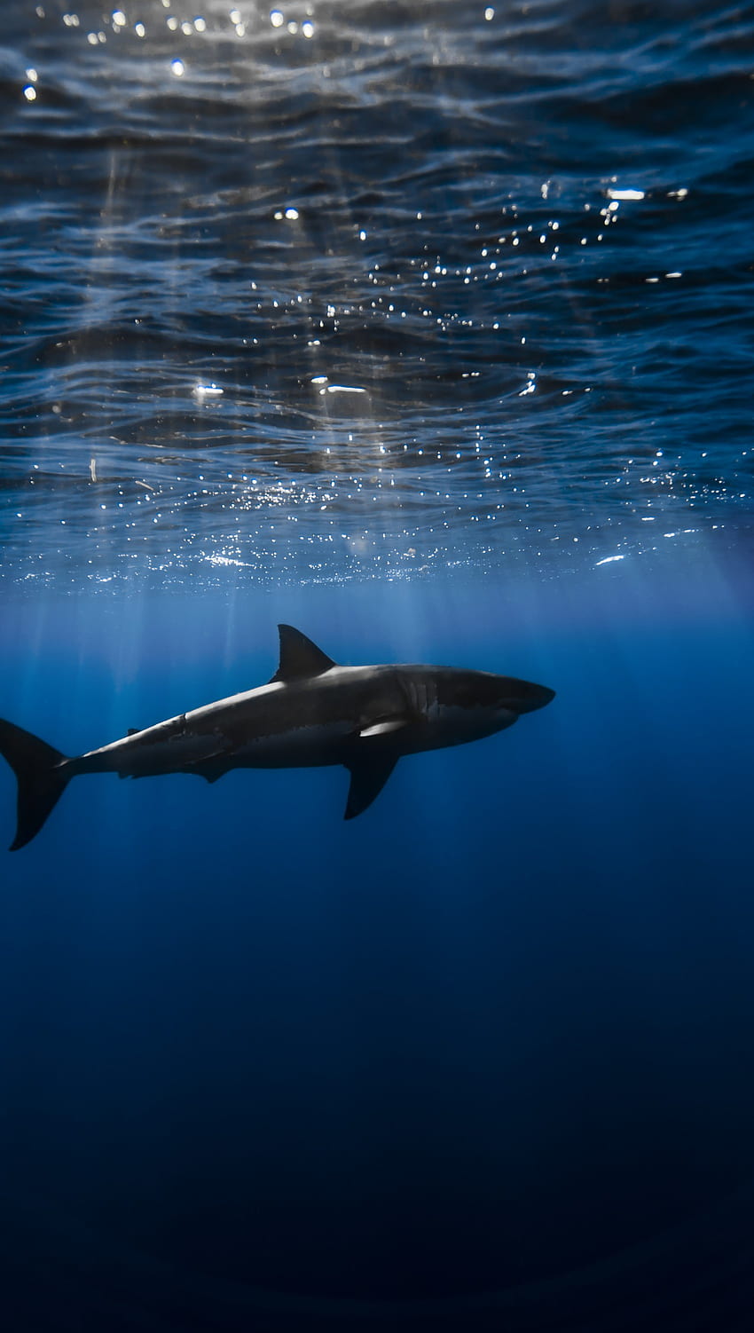 Requin sous-marin Ultra, Shark Fond d'écran de téléphone HD