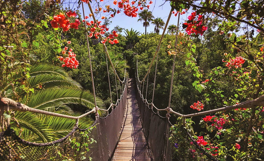 Rope bridge, plants, rope, exotic, beautiful, walk, branches, bridge, trees, greenery, view, nature, flowers, sky, lovely, forest HD wallpaper