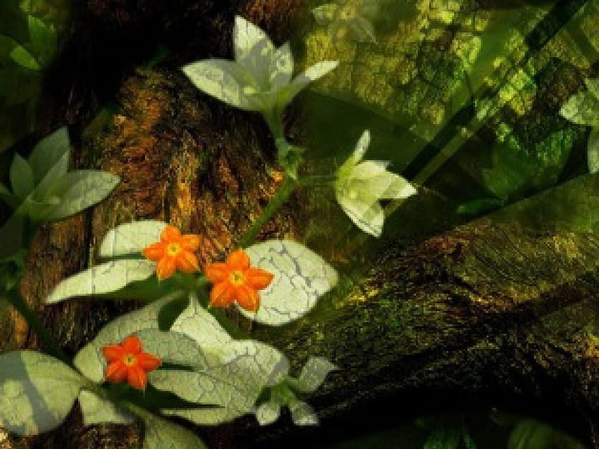 Kwiatowa miękkość, promienie światła, cienie, sztuka, ogród, kwiaty Tapeta HD