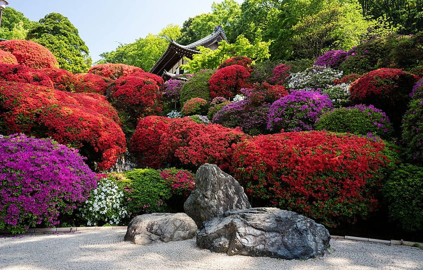 stones, Japan, garden, Japan, Kyoto, Kyoto, flowers HD wallpaper