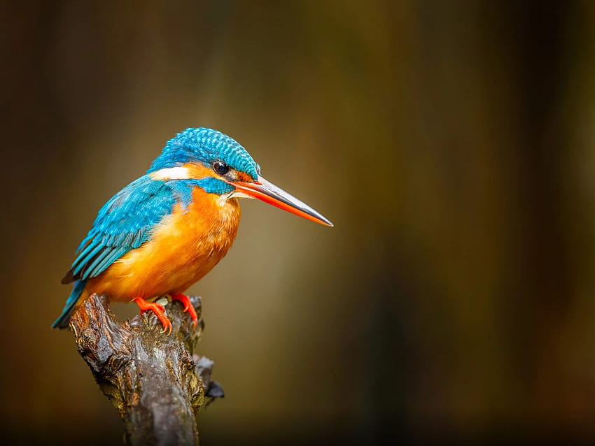 Gemeiner Eisvogel Orange Blue Bird River Bentota In Sri Lanka HD-Hintergrundbild