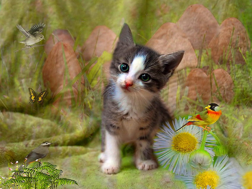 Sen kociaka, kotek, zwierzę, ptak, kotek, kot, puszysty, stokrotki, kwiaty, sen Tapeta HD