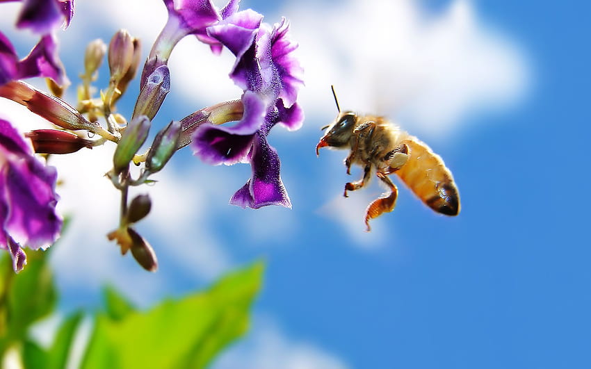 Bee Background HD wallpaper