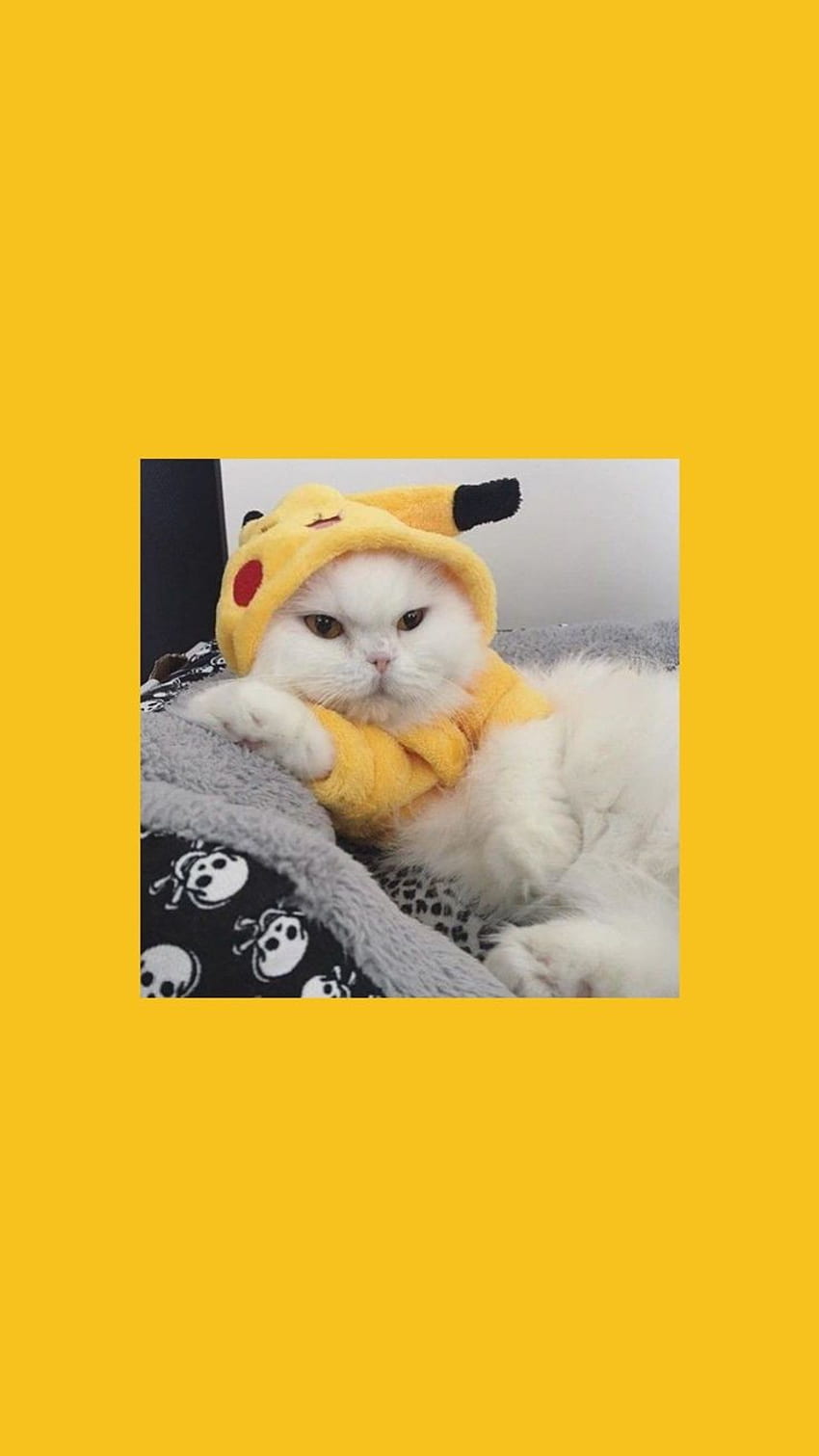 Жълта котка. Котка, Котешка естетика, Сладка котка HD тапет за телефон