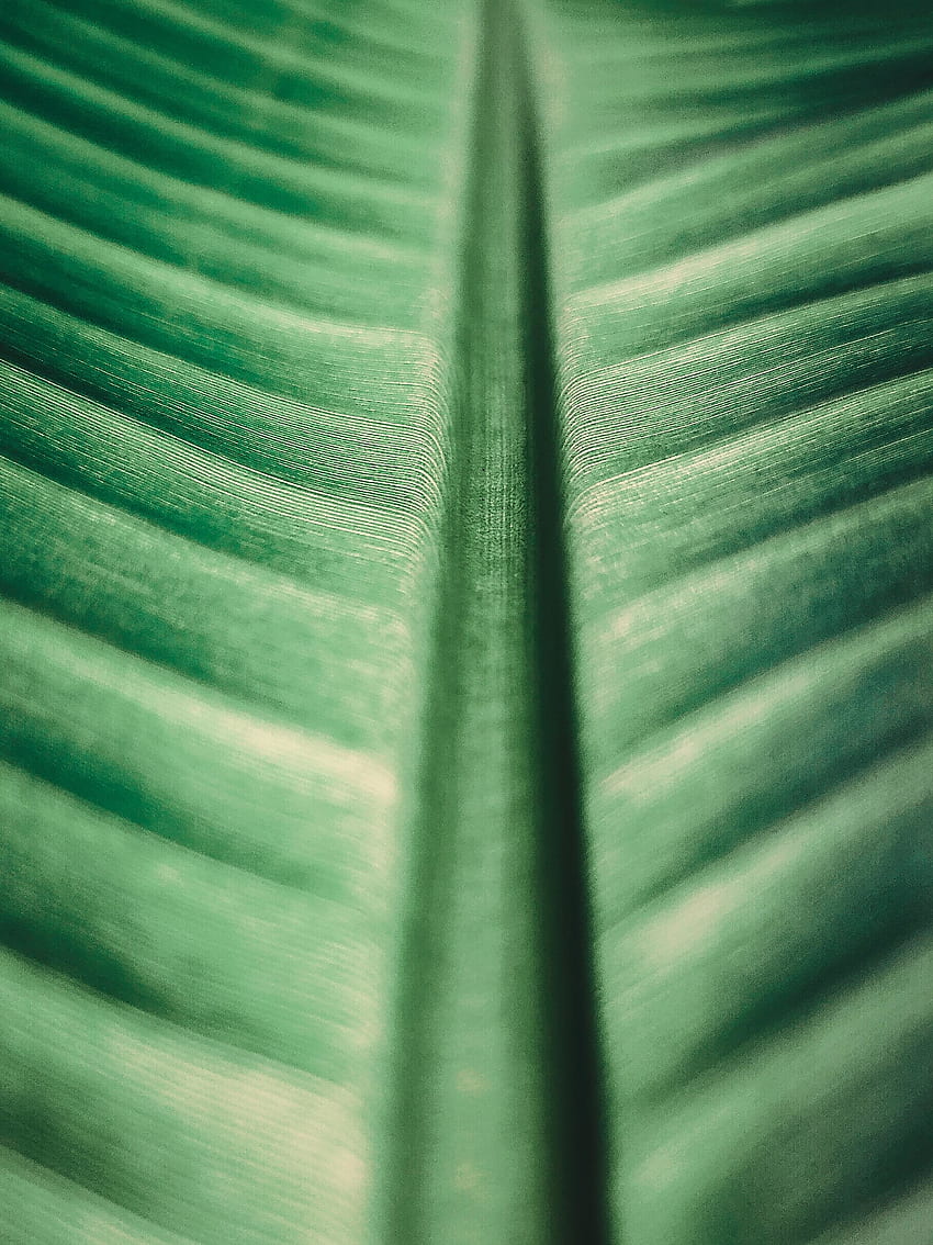Big green leaf, texture, nature HD phone wallpaper