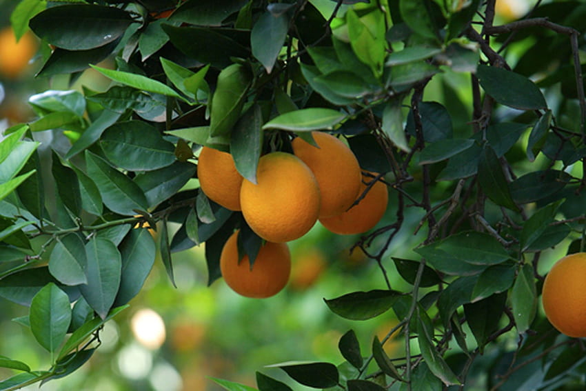 Titre : manguier fruitier 390 - Manguier Fond d'écran HD