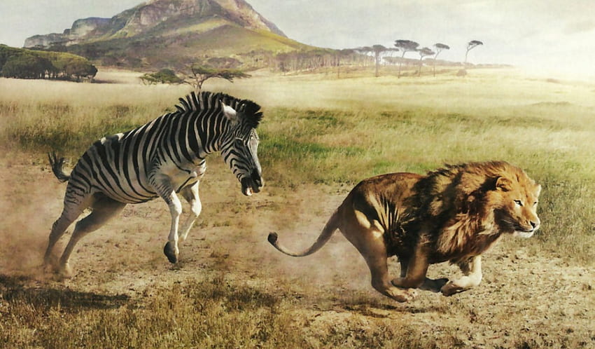 Real ou Imaginado? 2, animal, grafia, felino, leão, tela larga, vida selvagem, equino, , zebra papel de parede HD