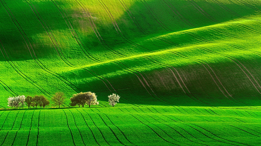 :), rural, green, vale, field, landscape, nature, tree HD wallpaper