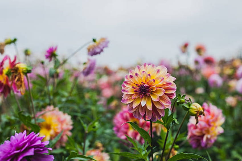 สวนดอกรัก ดอกไม้ ธรรมชาติ ดอกรักเร่ สวน วอลล์เปเปอร์ HD