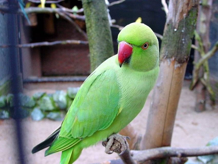 Zielona indyjska papuga długoszyja. X. Papuga, papuga, ptak papuga zielona, ​​papuga indyjska Tapeta HD
