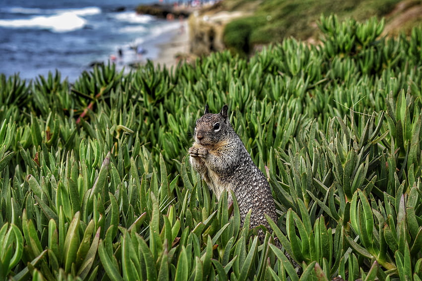 zwierzęta, wiewiórka, trawa, gryzoń Tapeta HD