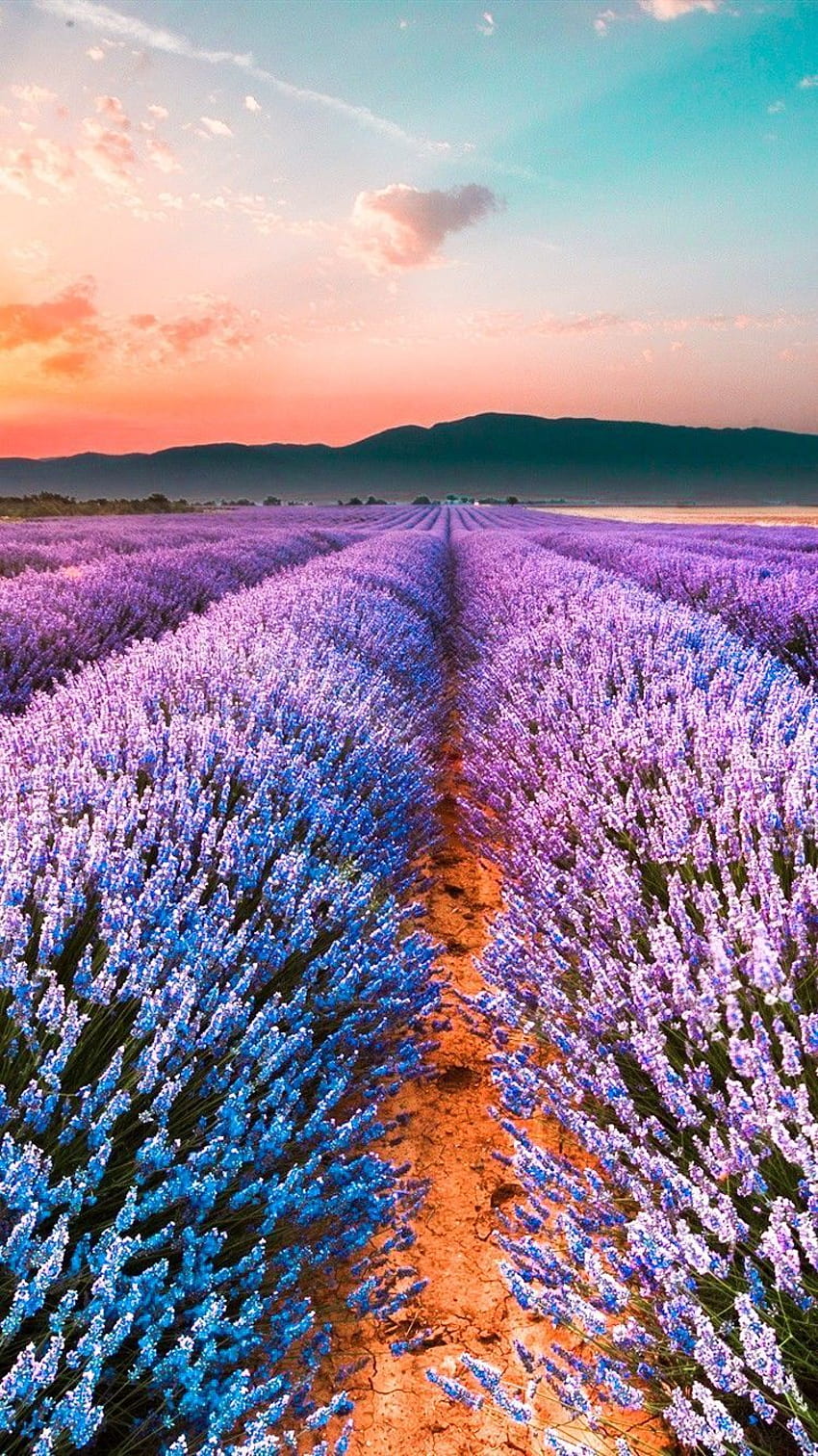 TEMPAT YANG INDAH. Bunga ungu, Grafik alam, Grafik lanskap, Taman Lavender wallpaper ponsel HD