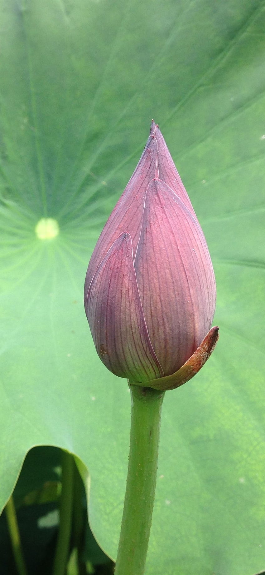 IPhone Pink Lotus Flower Bud Close Up Loto Sagrado fondo de pantalla del teléfono