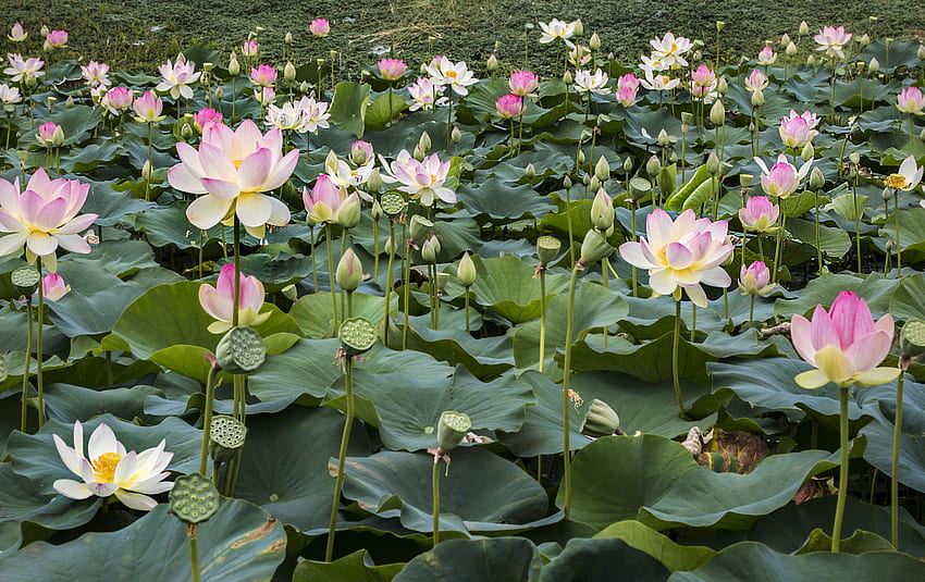 Lotus Flowers and Water Lilies Retina Ultra HD wallpaper