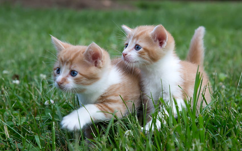 Anak kucing, pisica, hewan, anak kucing, musim panas, hijau, pasangan, kucing, rumput Wallpaper HD