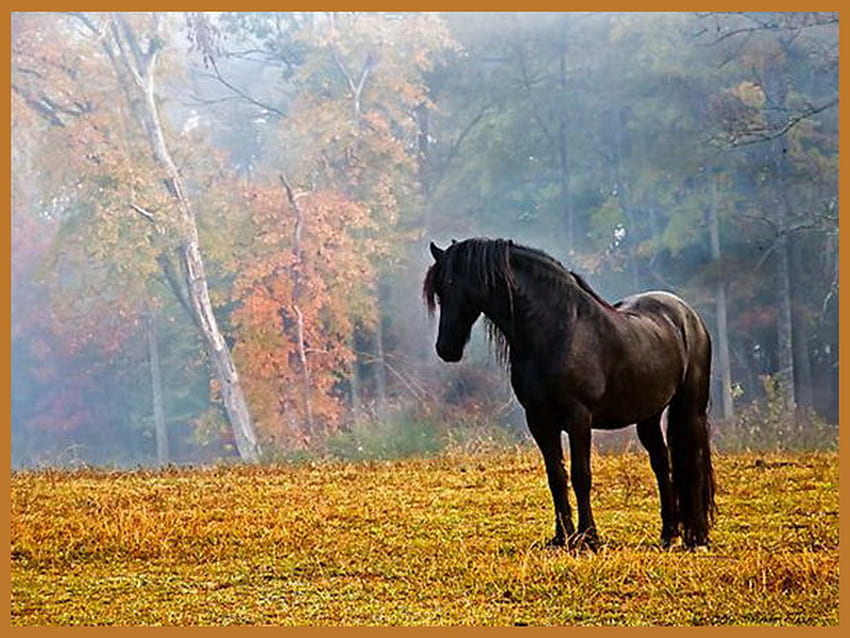 Einsamer Hengst, Nebel, Pferd, Hengst, Feld, Bäume, dunkelbraun, gutaussehend HD-Hintergrundbild