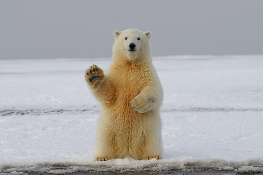 ตลก สัตว์ หมี หมีขั้วโลก อุ้งเท้า วอลล์เปเปอร์ HD
