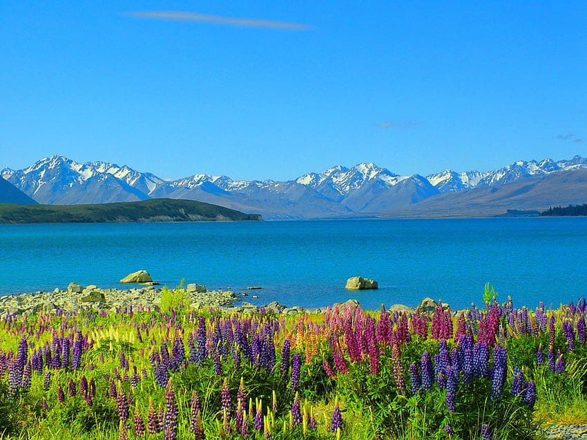 Lake Tekapo, blue, colorful, nice, shore, water, meadow, beautiful, grass, lupin, lake, Tekapo, summer, pretty, field, nature, sky, flowers, lovely HD wallpaper