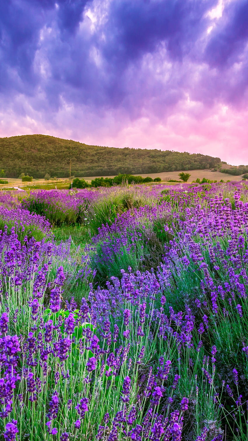 Lavendel, Feld, Himmel, Berg, Provence, Frankreich, Europa HD-Handy-Hintergrundbild