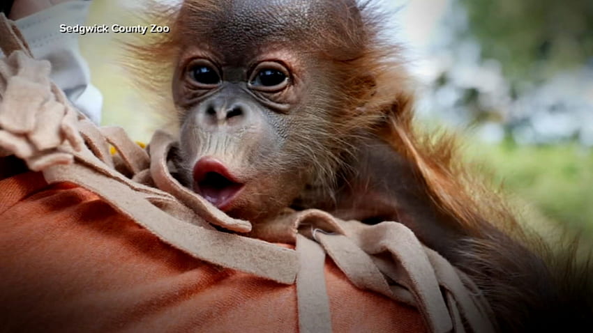 human doctors save the day, help deliver baby orangutan at Kansas zoo - ABC7 Chicago HD wallpaper