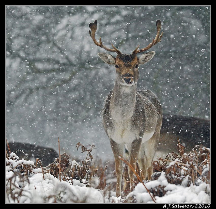 Snowy deer, winter, deer, wild animals, animals, snow, forest HD wallpaper