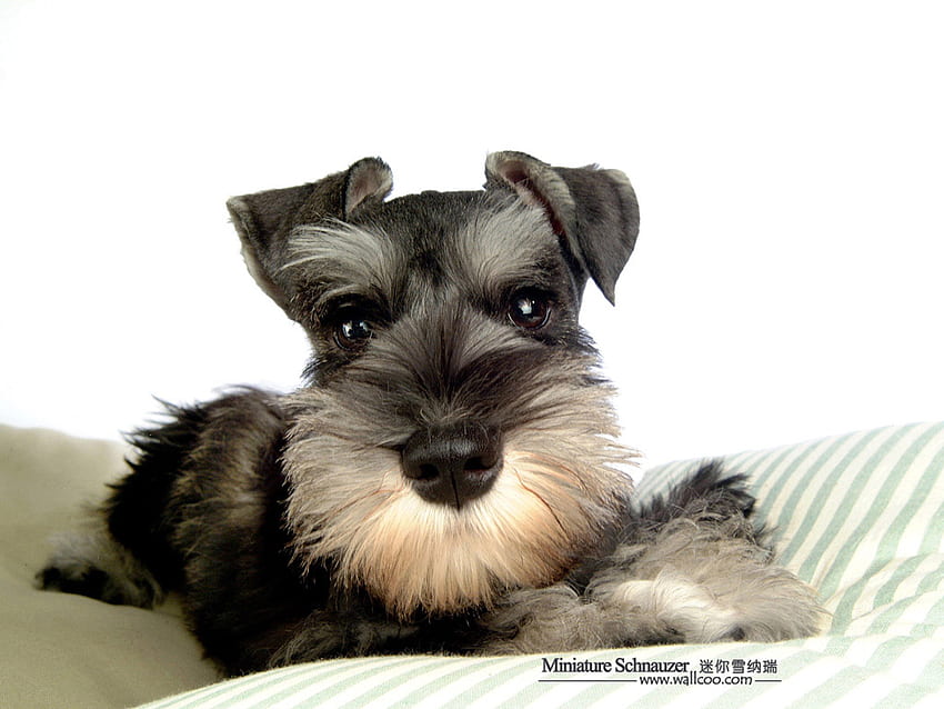 Miniature Schnauzer Dog : Miniature Schnauzer Puppies NO.27 HD ...