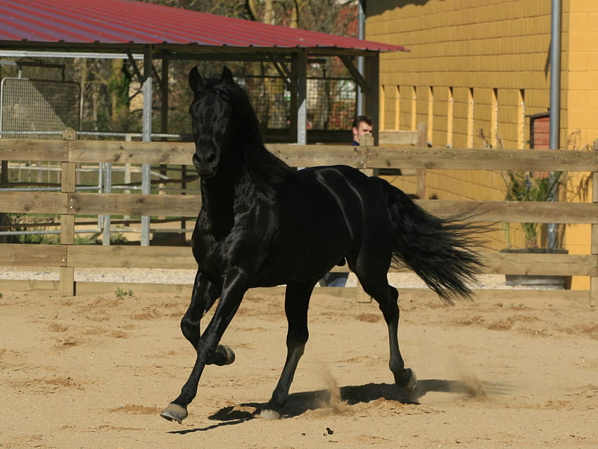 Spanish Stallion, horses, animals, andalusian stallion HD wallpaper