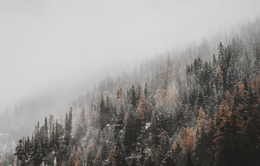 forest, trees, nature, winter, autumn, mountain, snow, fog, slope, snowfall, snowing, conifers, blured, ultra background for , section природа HD wallpaper