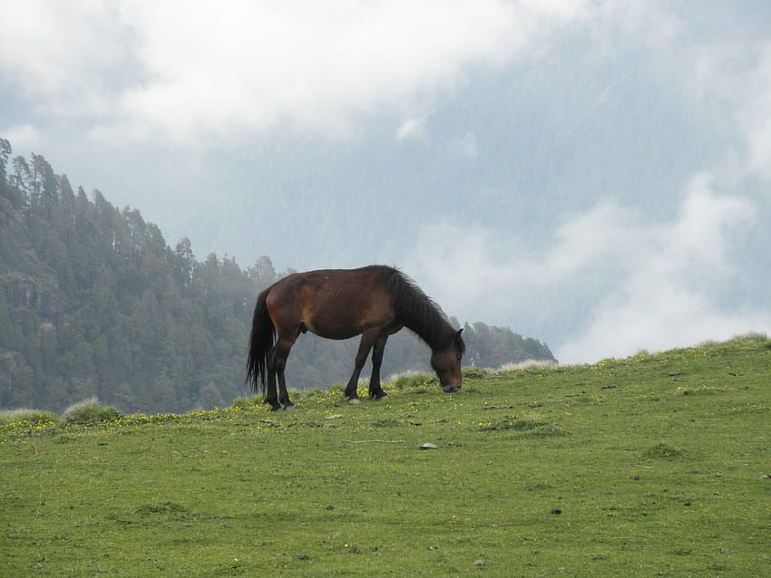 cavalo selvagem pastando sozinho, cavalo, marrom, verde, lindo, montanhas, selvagem, bom papel de parede HD